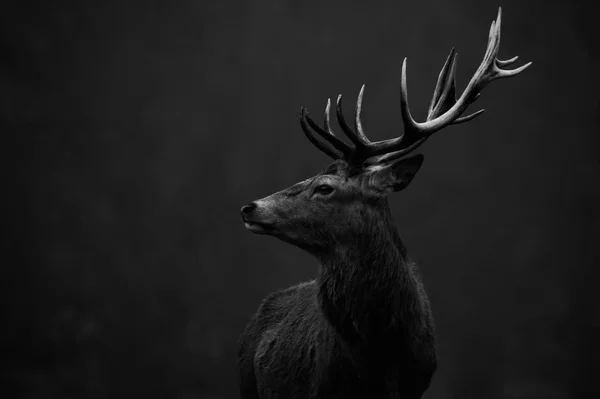 Beautiful red deer — Stock Photo, Image