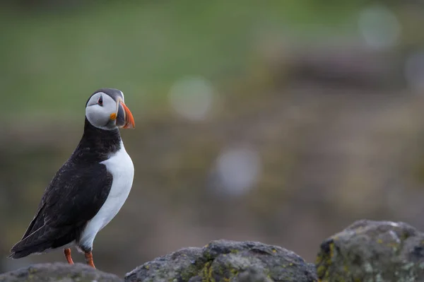 Krásný puffin pták — Stock fotografie