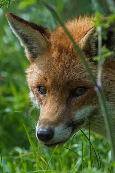 Beautiful red fox — Stock Photo, Image