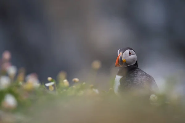 Красиві puffin птах — стокове фото
