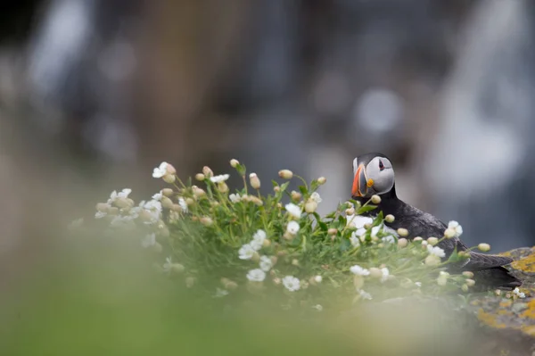 Vackra puffin fågel — Stockfoto