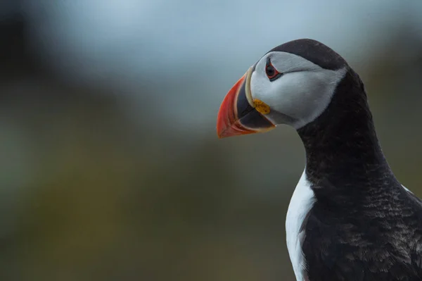 Krásný puffin pták — Stock fotografie