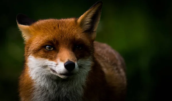 Piękne red fox — Zdjęcie stockowe