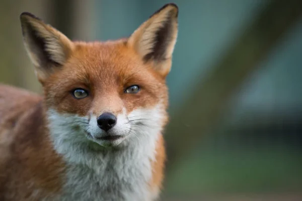 Beautiful red fox — Stock Photo, Image