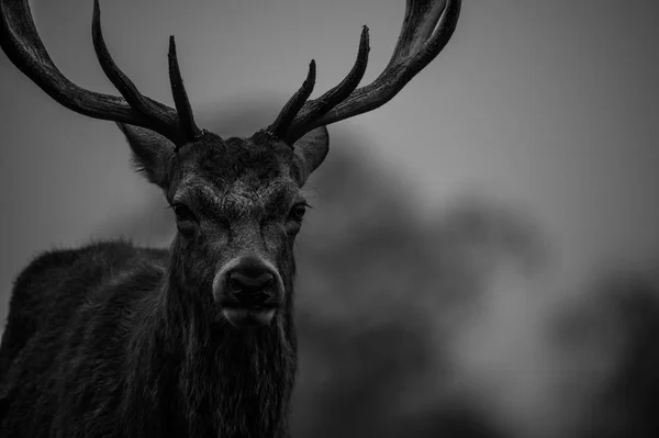 Beau cerf rouge — Photo