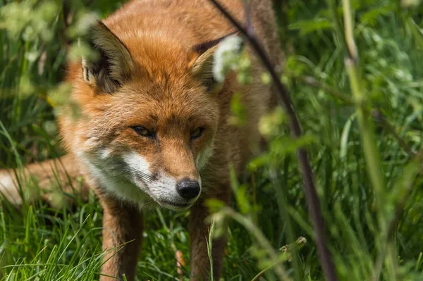 Beautiful red fox — Stock Photo, Image