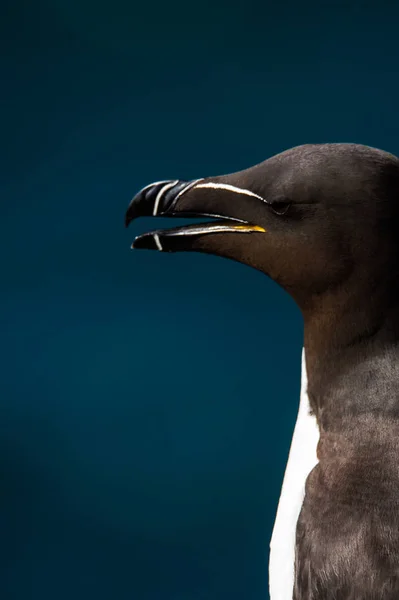 Magnifique oiseau de pingouin — Photo