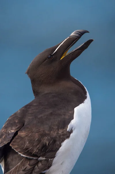 아름 다운 razorbill 새 — 스톡 사진