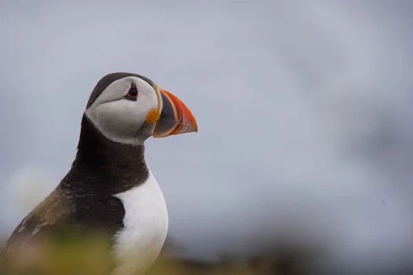 Puffin όμορφο πουλί — Φωτογραφία Αρχείου