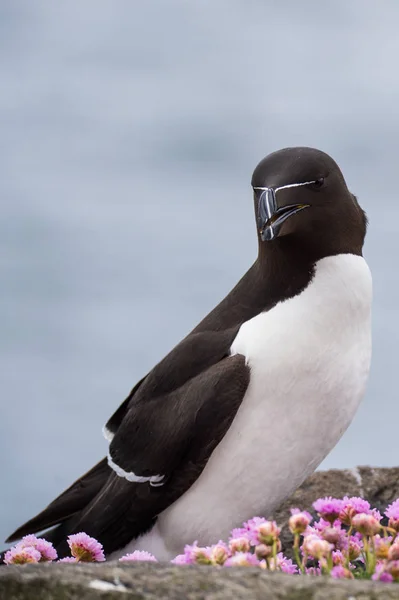 아름 다운 razorbill 새 — 스톡 사진