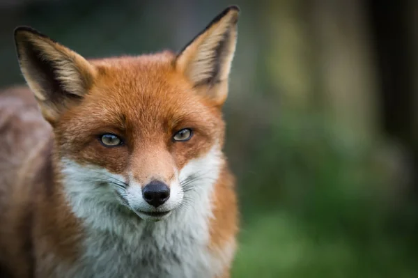 Krásná červená liška — Stock fotografie