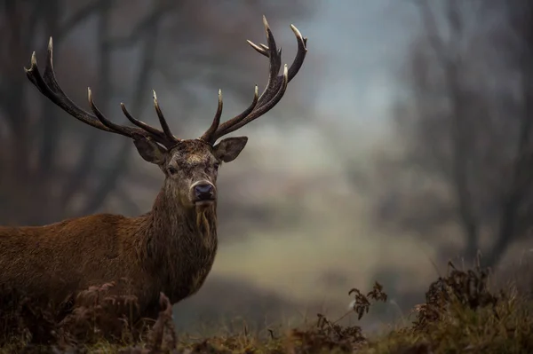 Beautiful red deer — Stock Photo, Image