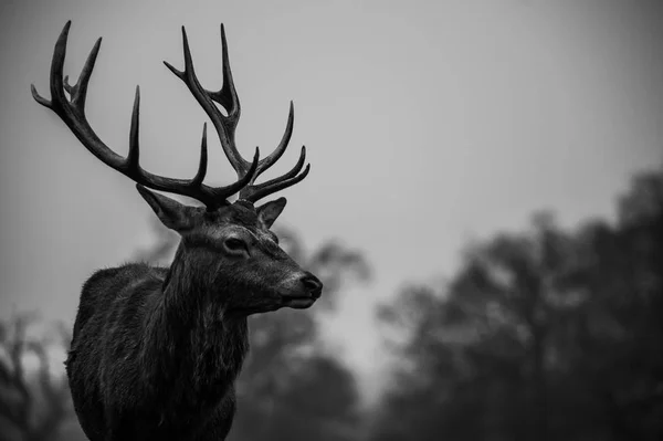 Piękny czerwony Jeleń — Zdjęcie stockowe