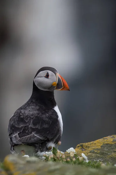 Mooie papegaaiduiker vogel — Stockfoto