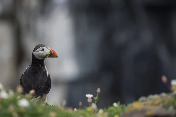 Puffin όμορφο πουλί — Φωτογραφία Αρχείου