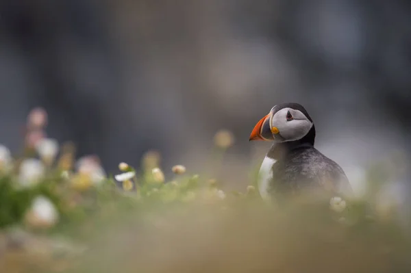 Красиві puffin птах — стокове фото