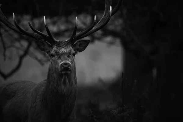 Beau cerf rouge — Photo