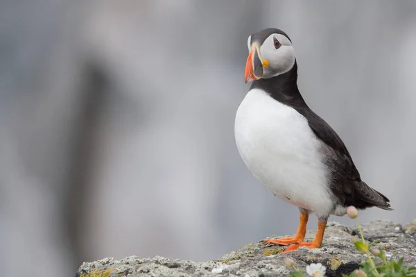 Krásný puffin pták — Stock fotografie