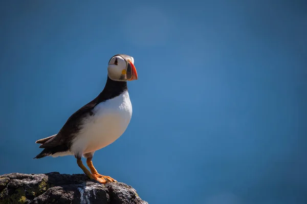 Belo puffin bird — Fotografia de Stock