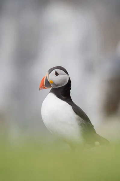 Krásný puffin pták — Stock fotografie