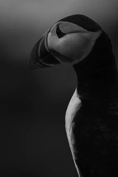 Belo puffin bird — Fotografia de Stock