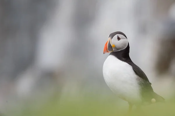 Puffin όμορφο πουλί — Φωτογραφία Αρχείου