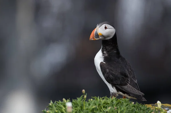 Krásný puffin pták — Stock fotografie