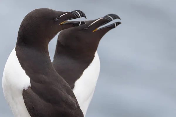 美しいオオハシウミ ガラス鳥 — ストック写真