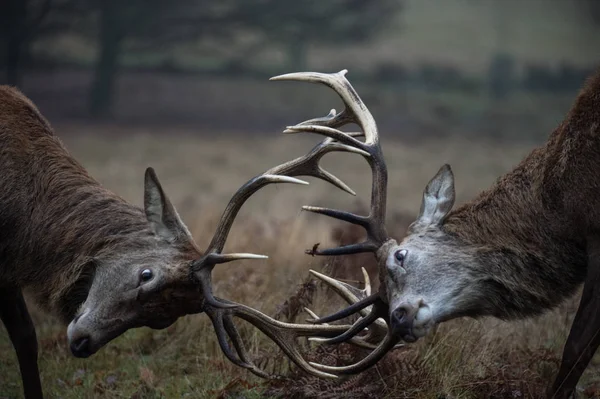 Beautiful red deer — Stock Photo, Image