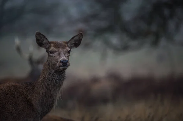 Bellissimo cervo rosso — Foto Stock