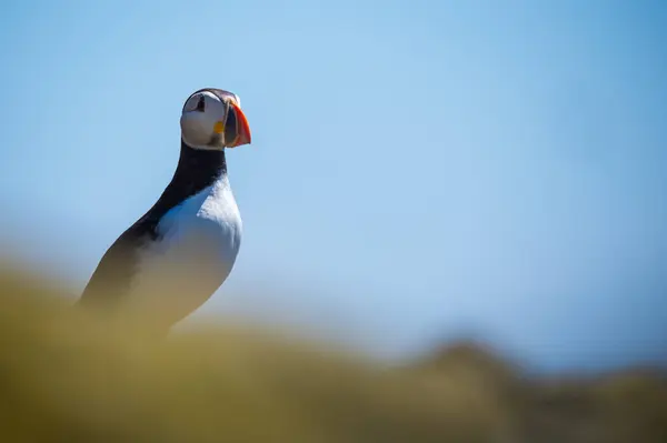 Belo puffin bird — Fotografia de Stock