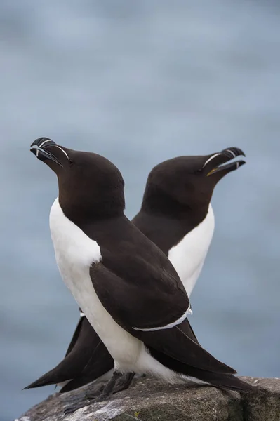 Belos pássaros razorbill — Fotografia de Stock