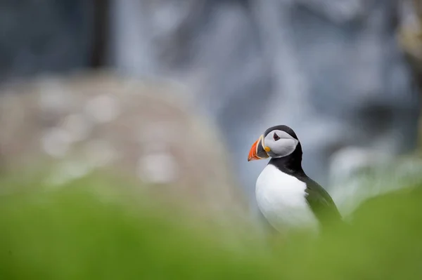 Krásný puffin pták — Stock fotografie