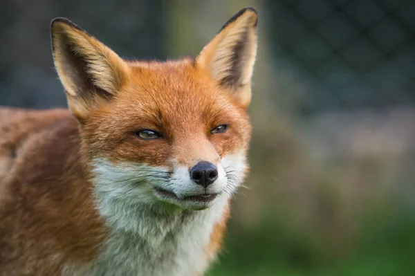 Bela raposa vermelha — Fotografia de Stock