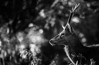 güzel Kızıl geyik