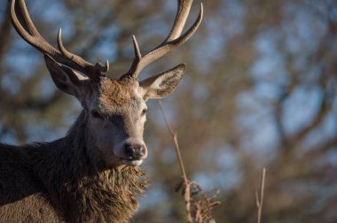 güzel Kızıl geyik