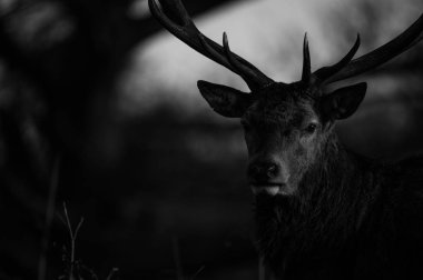 güzel Kızıl geyik