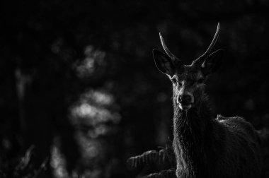 güzel Kızıl geyik