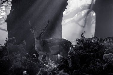 güzel Kızıl geyik