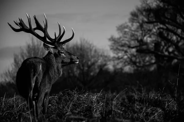 Mooie rode herten — Stockfoto