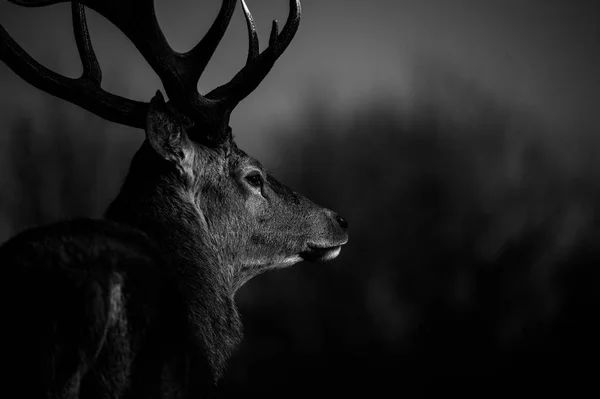 Beau cerf rouge — Photo