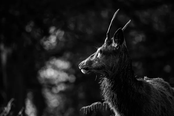 Belos veados vermelhos — Fotografia de Stock