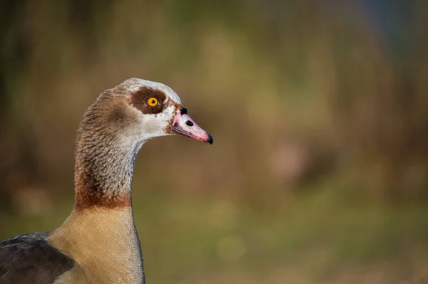 Beautiful Egyptian goose — Stock Photo, Image