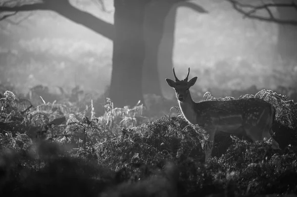 Bellissimo cervo rosso — Foto Stock