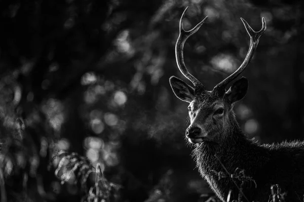 Beau cerf rouge — Photo