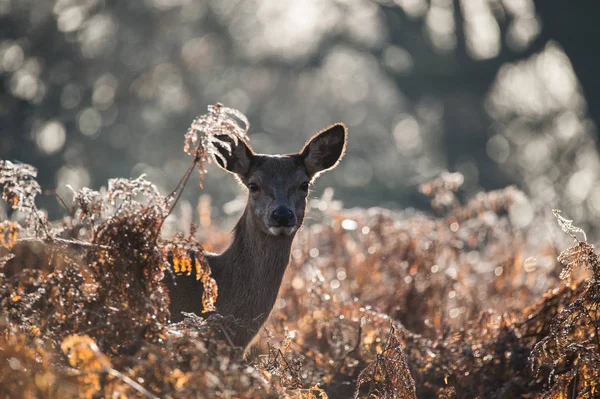 Bellissimo cervo rosso — Foto Stock