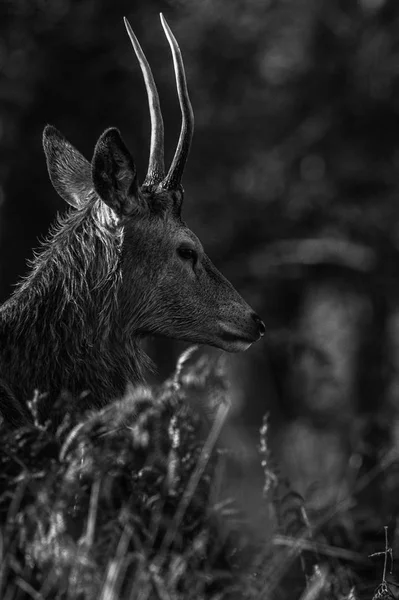 Hermoso ciervo rojo — Foto de Stock