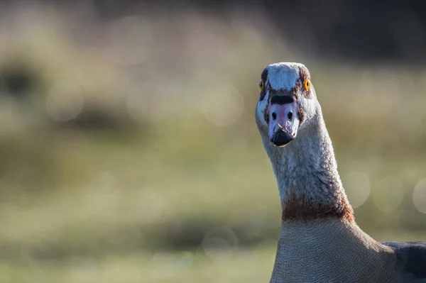 Schöne ägyptische Gans — Stockfoto