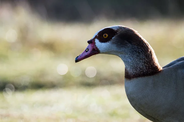 Schöne ägyptische Gans — Stockfoto