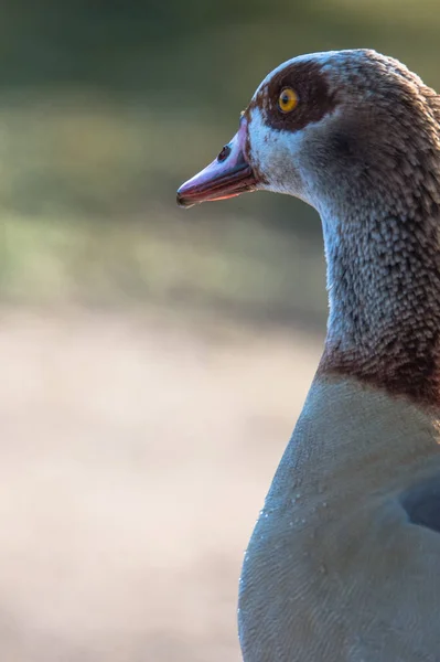 Beautiful Egyptian goose — Stock Photo, Image